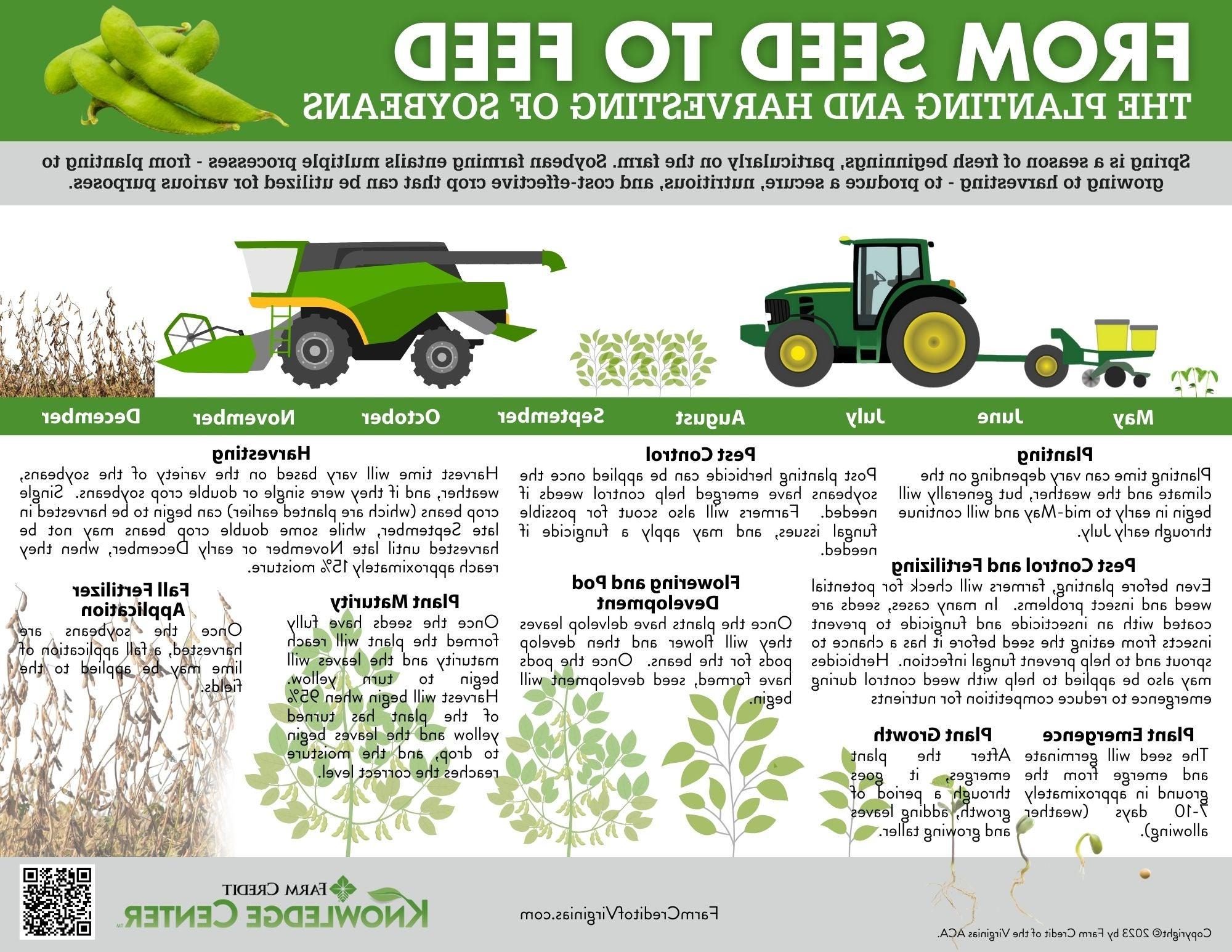 image of seed to feed soybean infographic